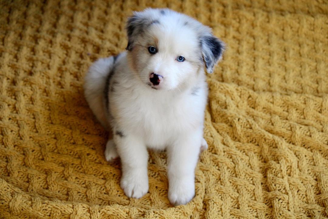 aussie_puppies_for_sale_near_baltimore_6