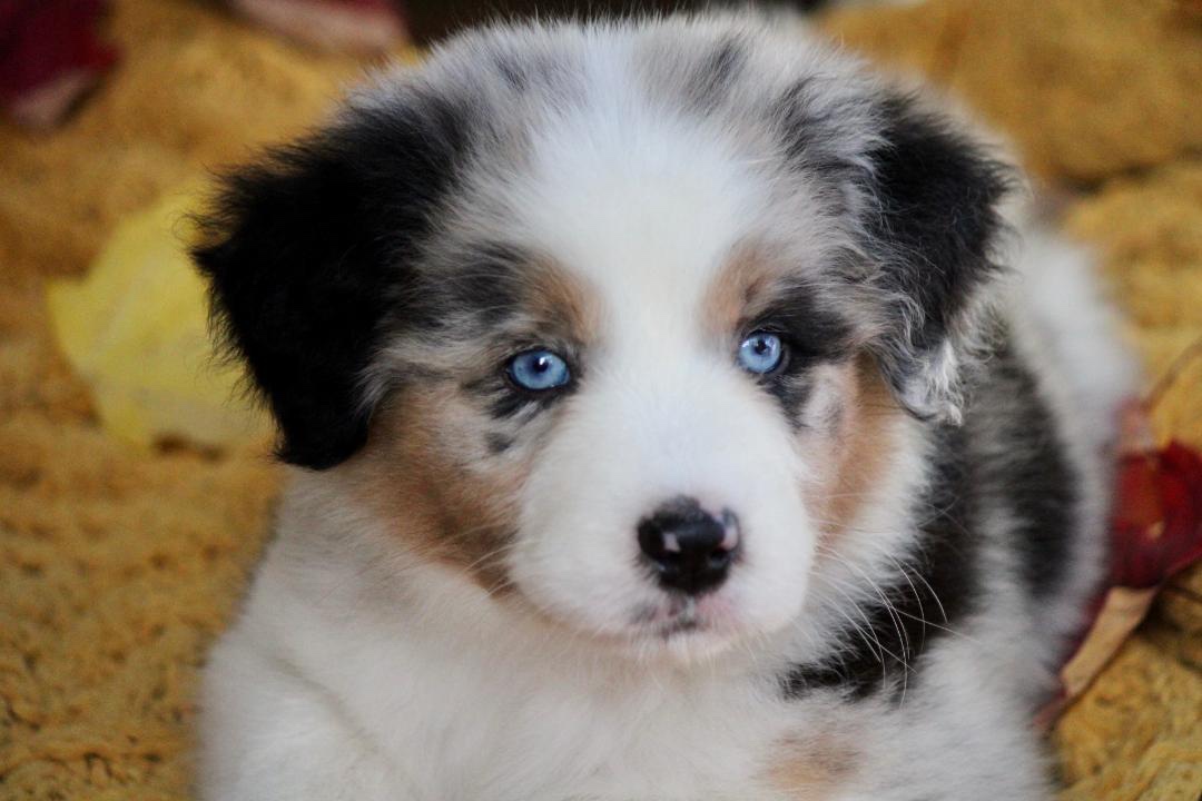 aussie_puppies_for_sale_near_boston_2