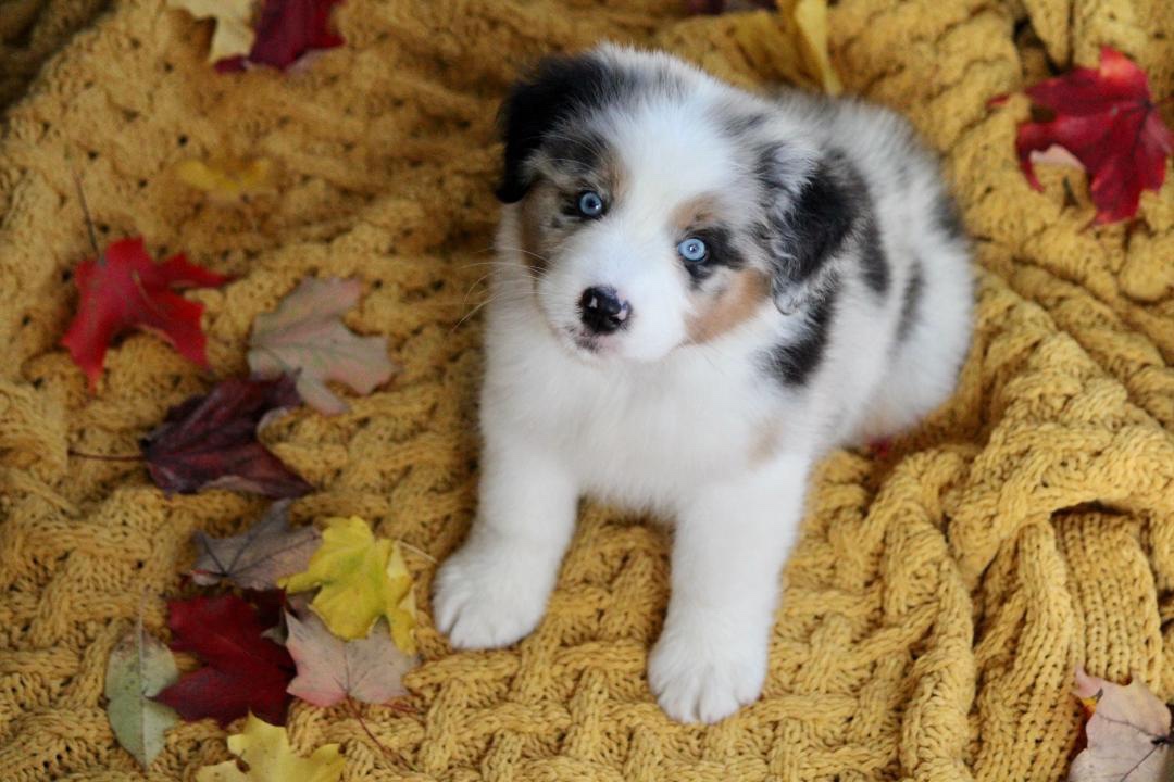 aussie_puppies_for_sale_near_boston_3