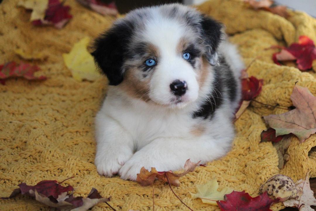 aussie_puppies_for_sale_near_boston_5