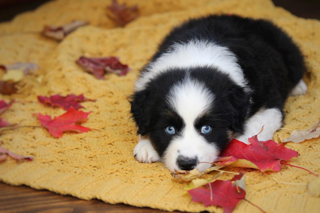 aussie_puppies_for_sale_near_detroit