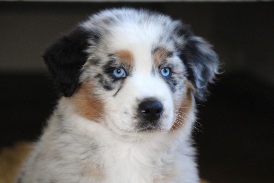 aussie_puppies_for_sale_near_grand_rapids_michigan