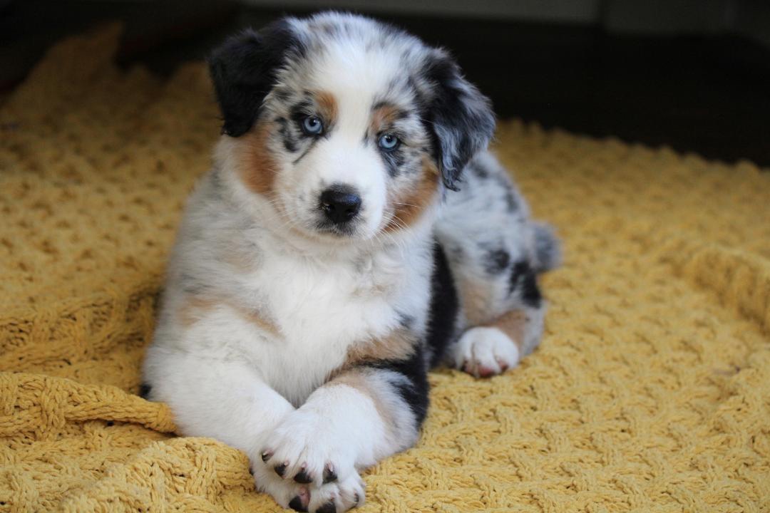 aussie_puppies_for_sale_near_grand_rapids_michigan_2