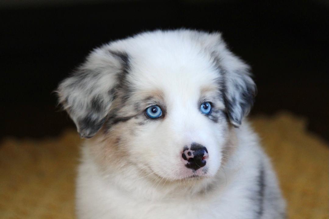 aussie_puppies_for_sale_near_kansas_city