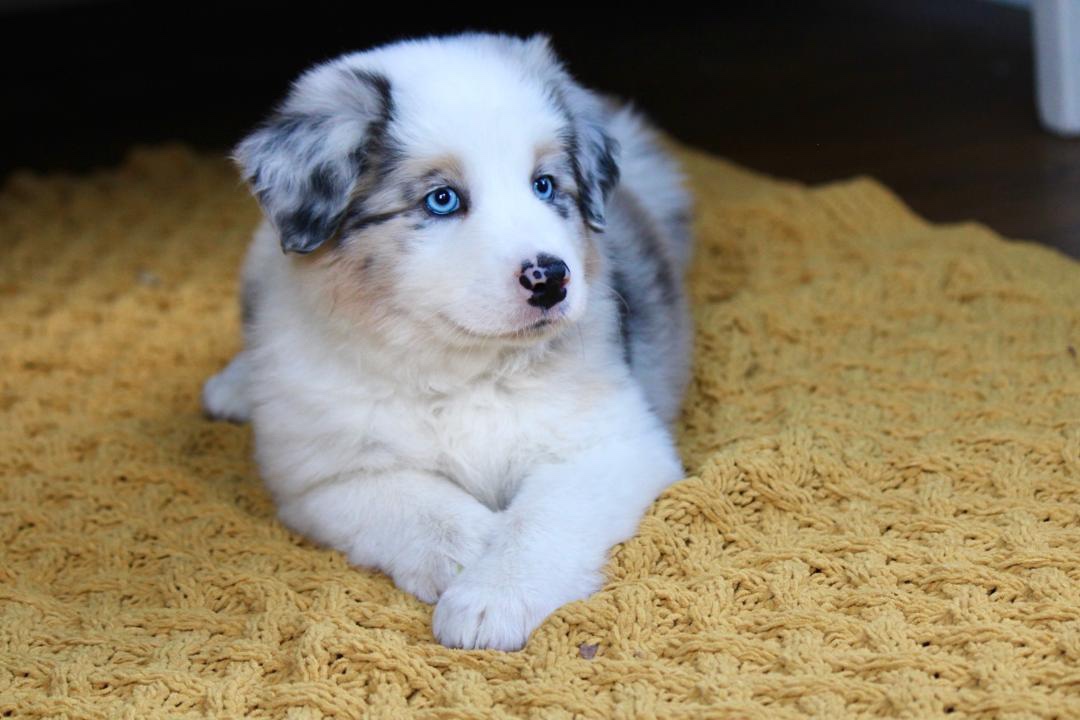 aussie_puppies_for_sale_near_kansas_city_2