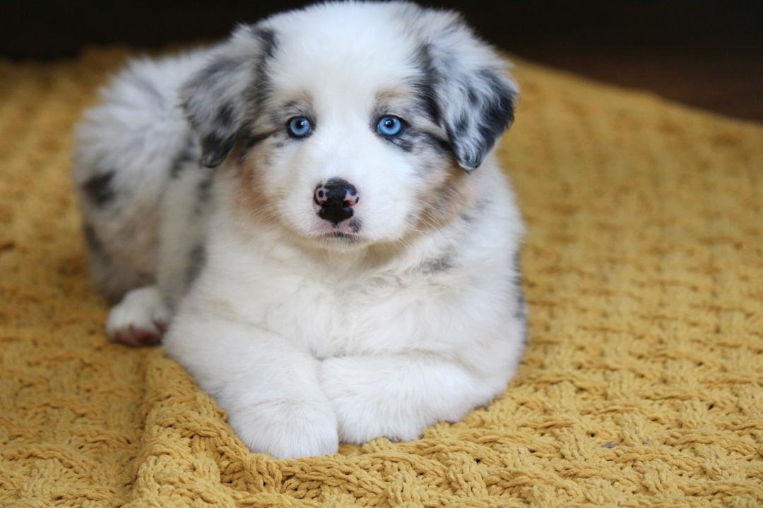 aussie_puppies_for_sale_near_kansas_city_4