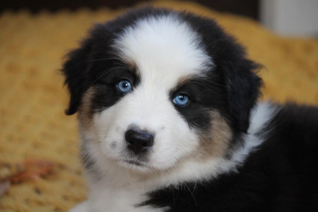 aussie_puppies_for_sale_near_sacramento_2