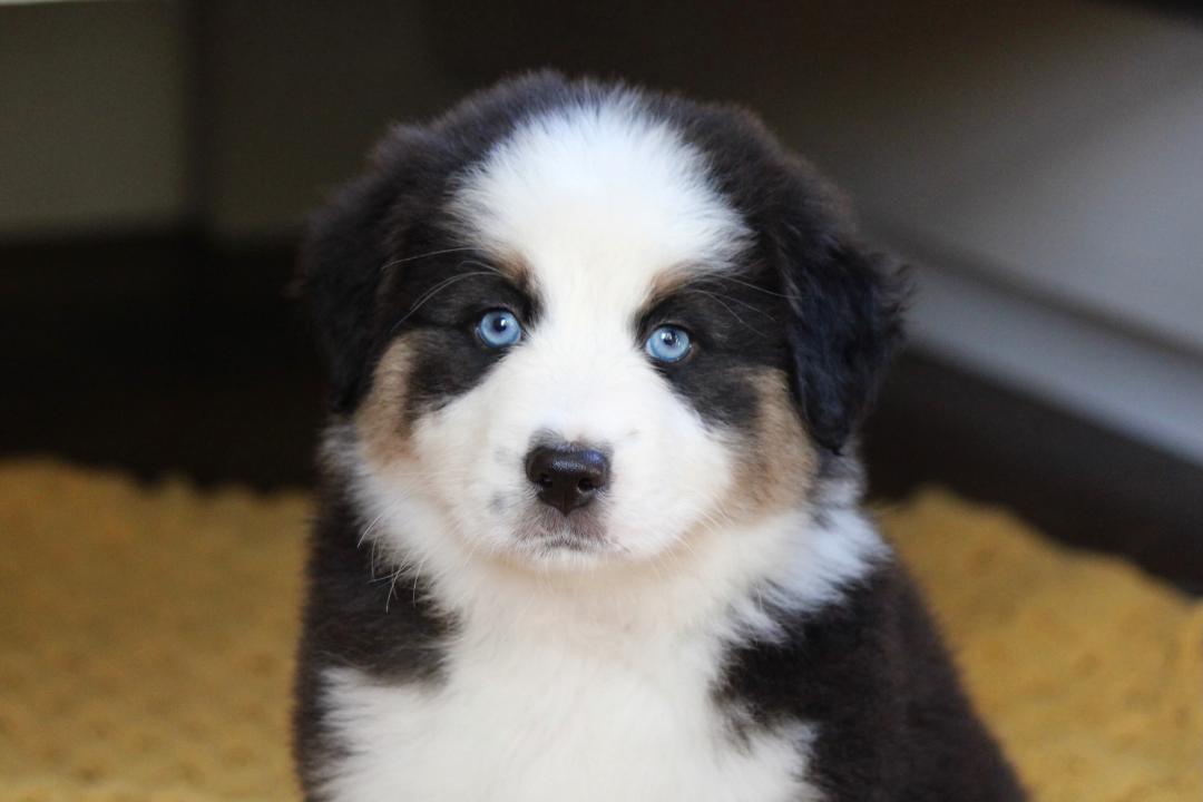 aussie_puppies_for_sale_near_sacramento_3