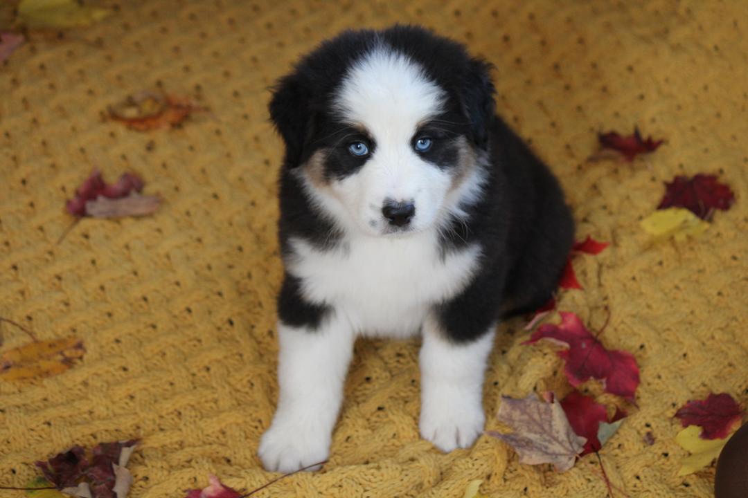 aussie_puppies_for_sale_near_sacramento_4