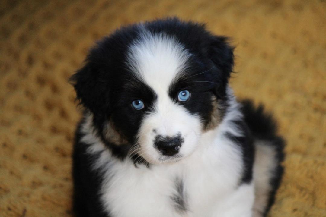 aussie_puppies_for_sale_near_sacramento_5
