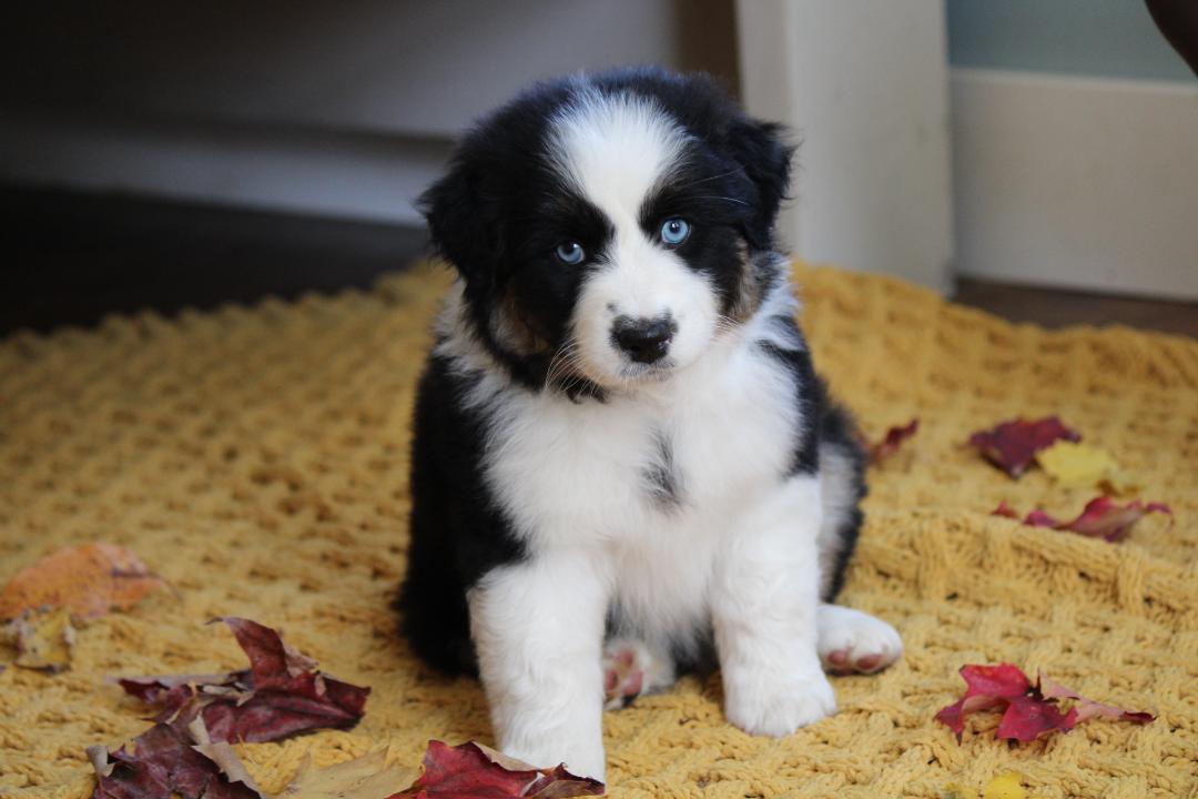 aussie_puppies_for_sale_near_sacramento_7