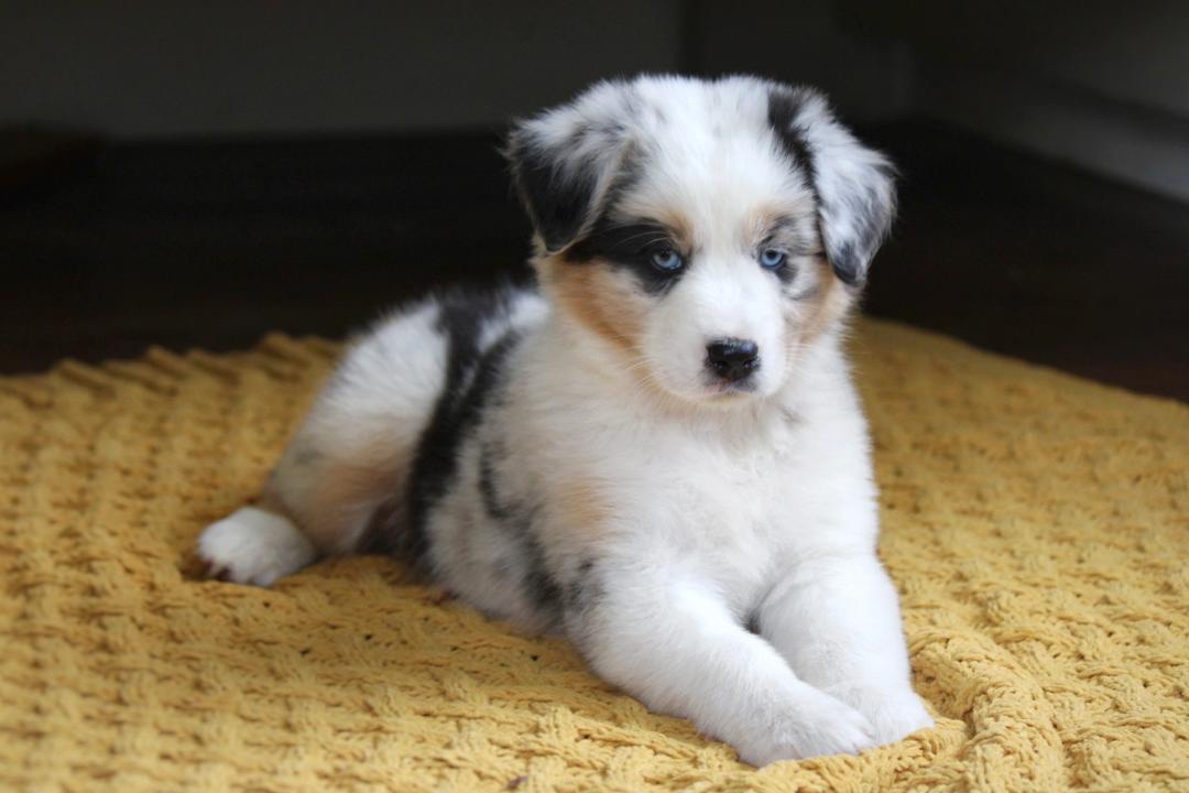 aussie_puppies_for_sale_near_springfield_1