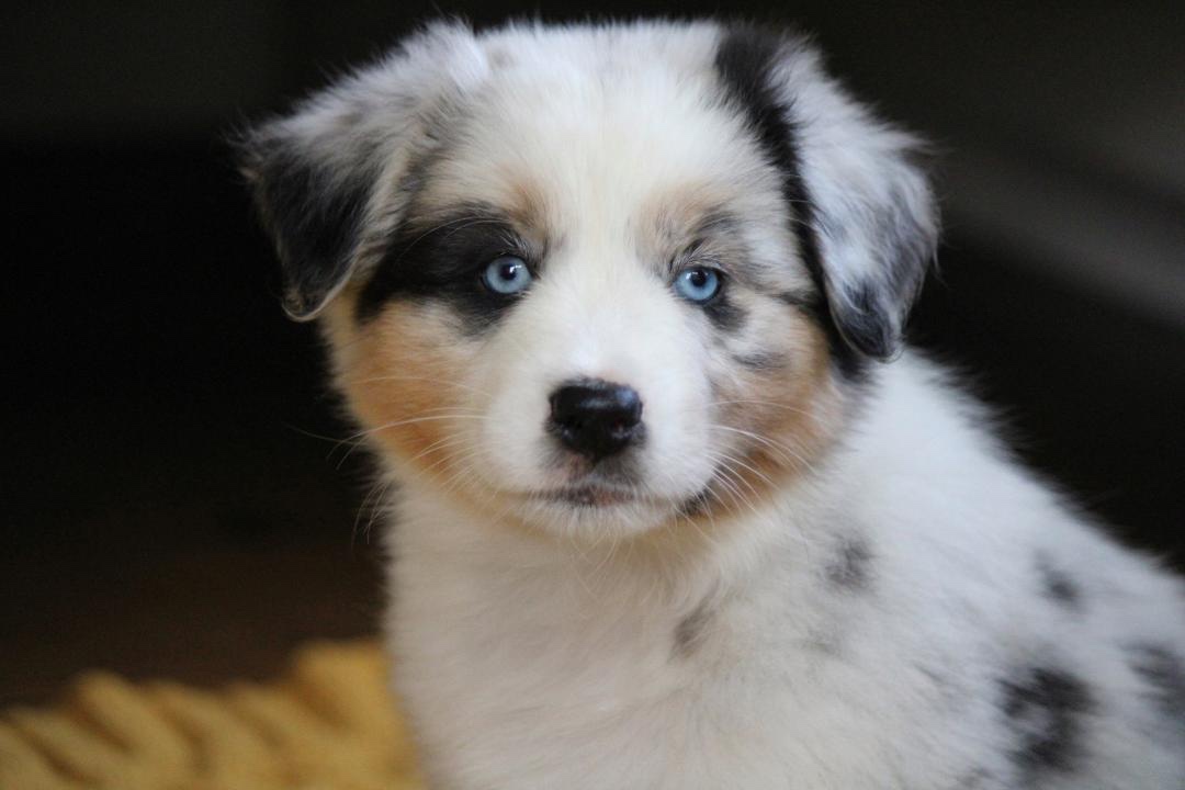 aussie_puppies_for_sale_near_springfield_3