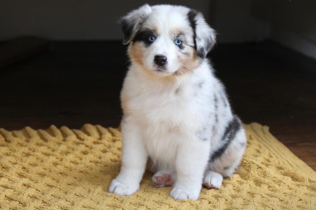 aussie_puppies_for_sale_near_springfield_4